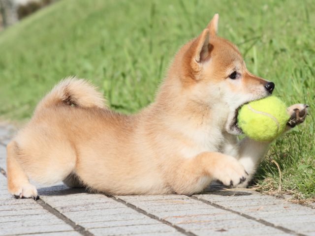 IMG_1759-shiba-puppy