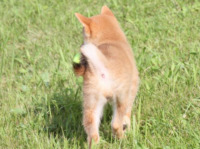 IMG_1824-shiba-puppy