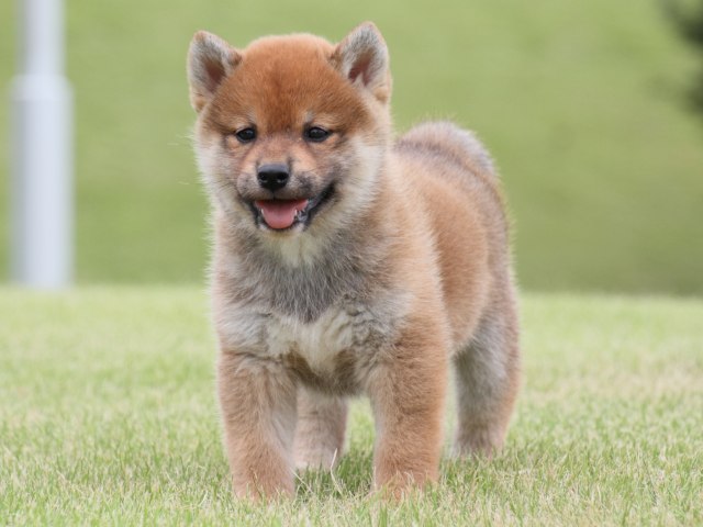 IMG_1887-shiba-puppy