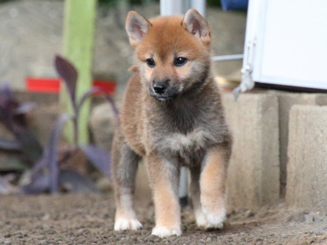 IMG_1901-shiba-puppy