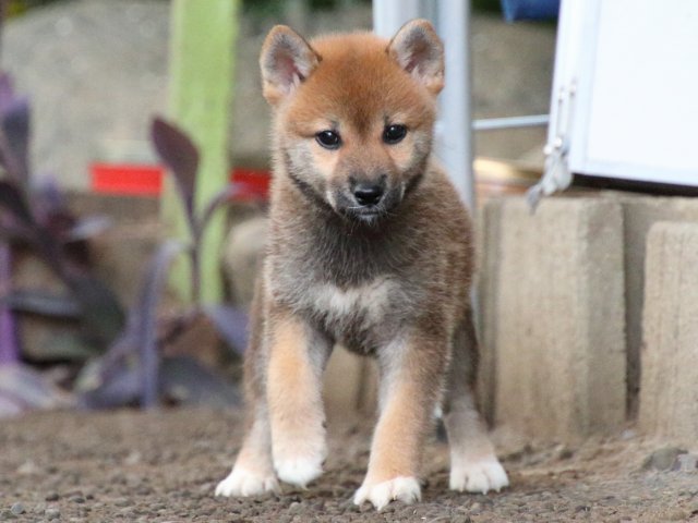 IMG_1903-shiba-puppy