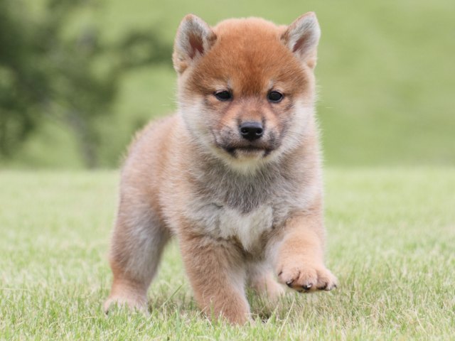 IMG_1907-shiba-puppy