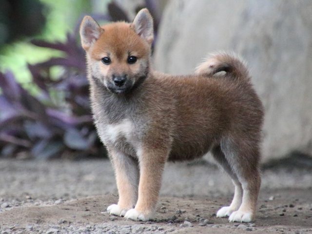 IMG_1915-shiba-puppy