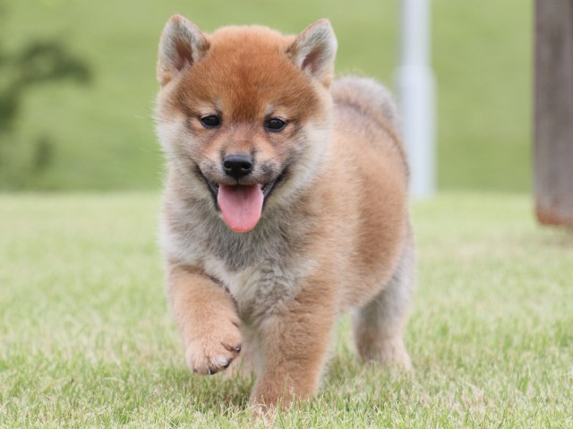 IMG_1916-shiba-puppy