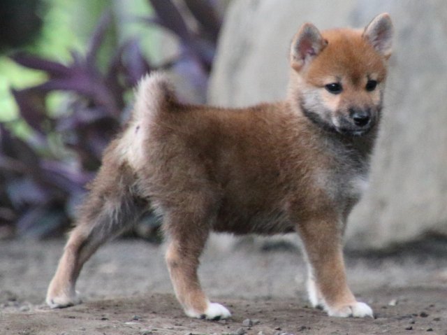 IMG_1920-shiba-puppy