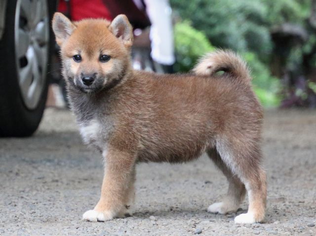 IMG_1929-shiba-puppy