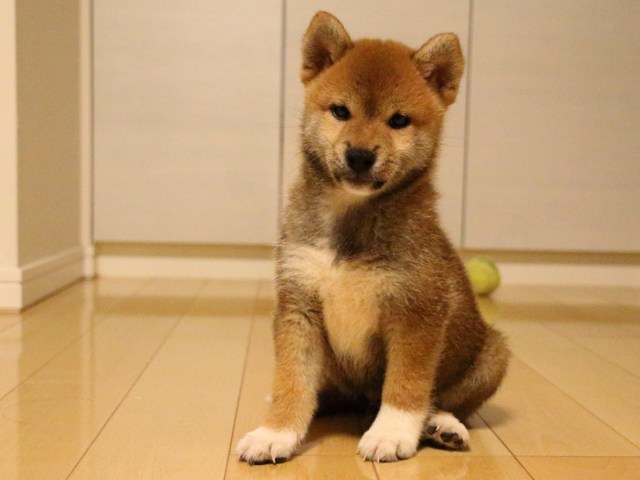 IMG_1956-shiba-puppy