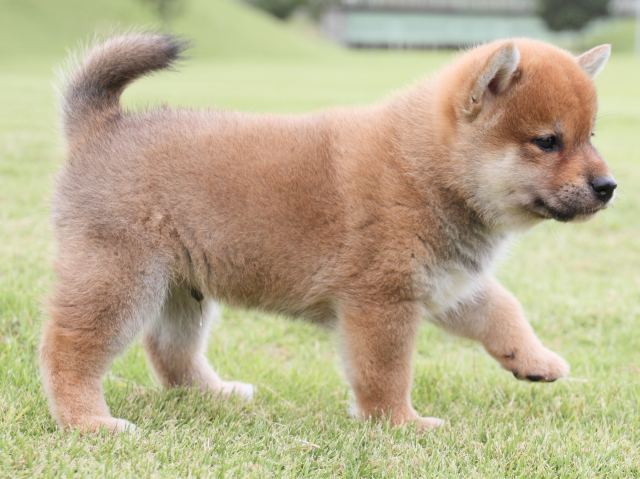 IMG_1956-shiba-puppy