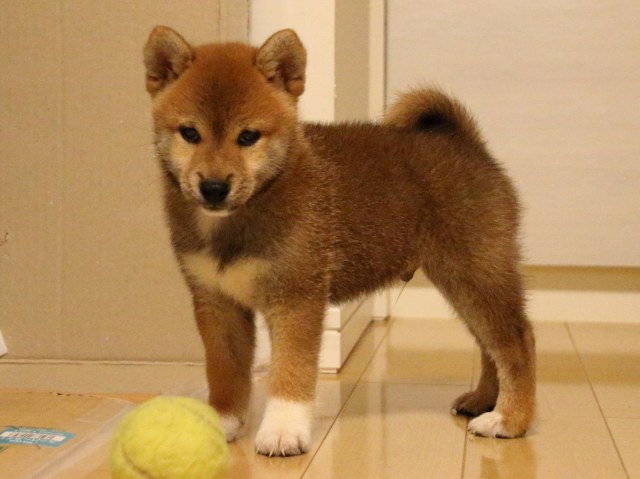 IMG_2013-shiba-puppy