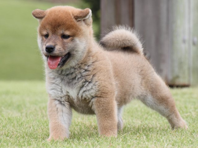 IMG_2033-shiba-puppy