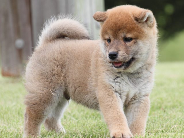 IMG_2041-shiba-puppy