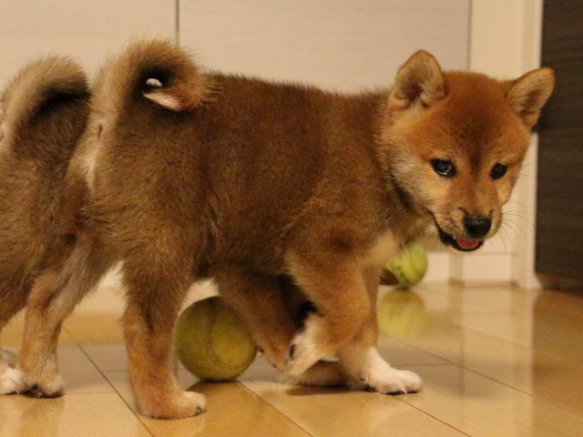 IMG_2047-shiba-puppy