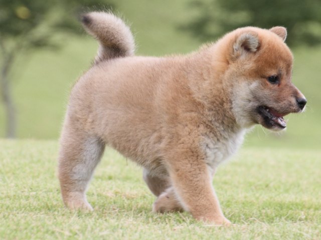 IMG_2108-shiba-puppy