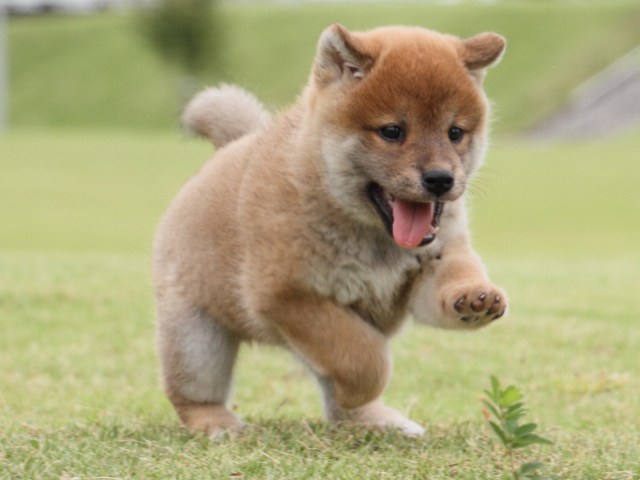 IMG_2138-shiba-puppy