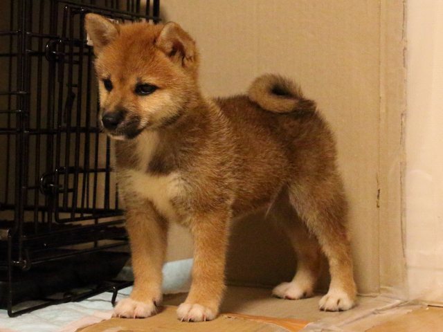 IMG_2141-shiba-puppy