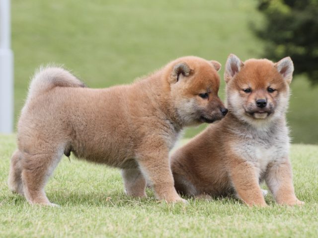 IMG_2145-shiba-puppy