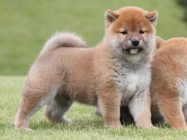 IMG_2150-shiba-puppy