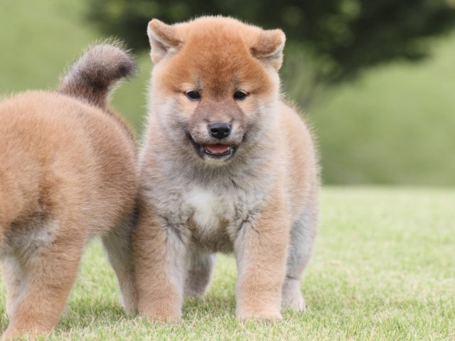 IMG_2170-shiba-puppy