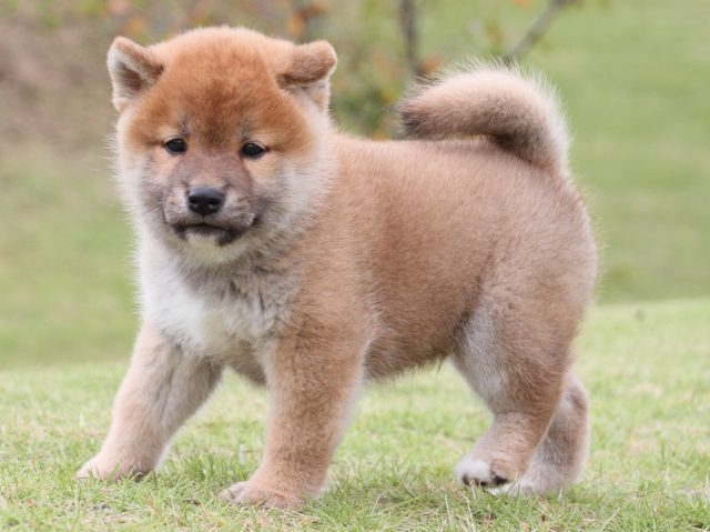 IMG_2196-shiba-puppy