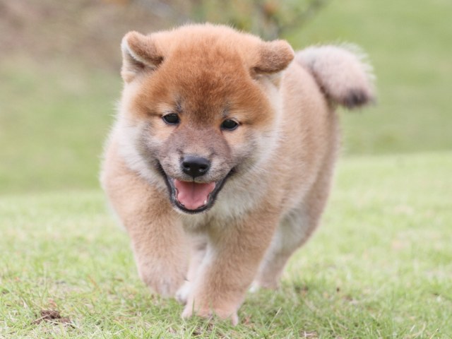 IMG_2198-shiba-puppy