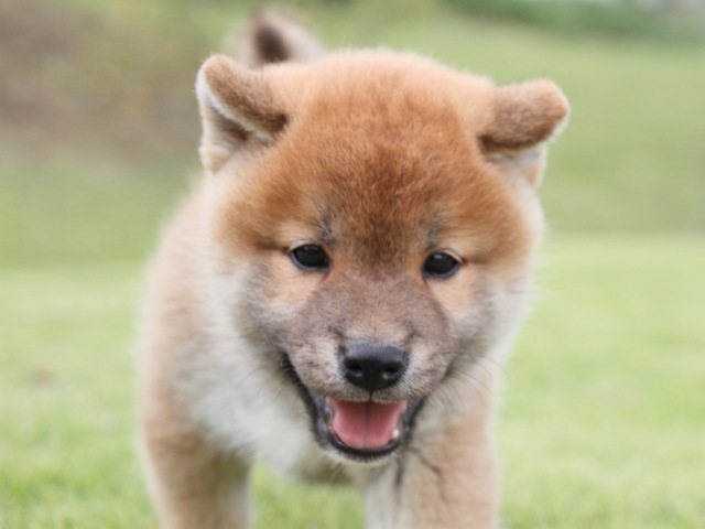 IMG_2201-shiba-puppy