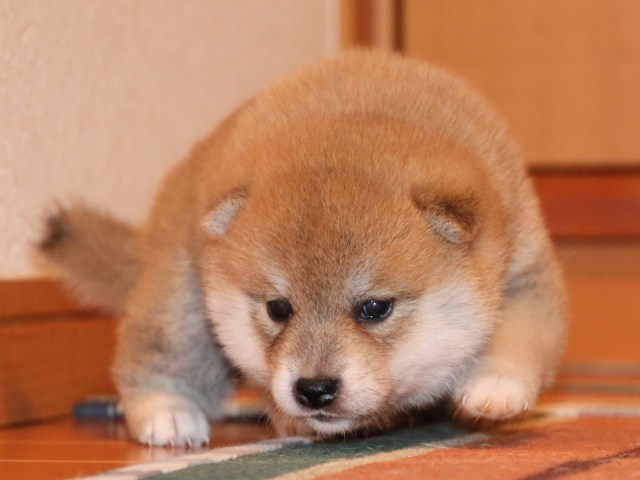 IMG_2204-shiba-puppy