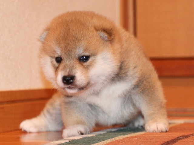 IMG_2206-shiba-puppy