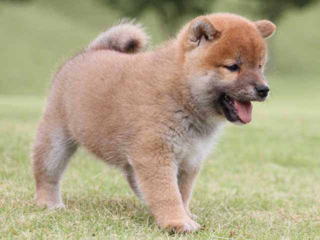 IMG_2213-shiba-puppy