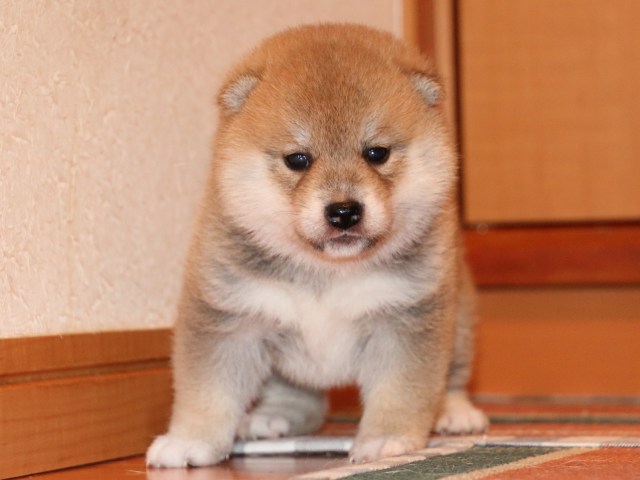 IMG_2214-shiba-puppy