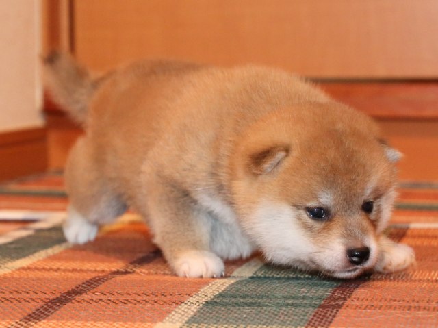 IMG_2216-shiba-puppy