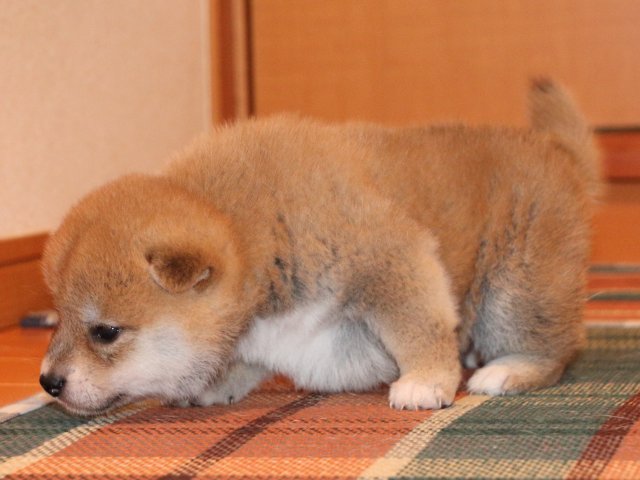 IMG_2218-shiba-puppy