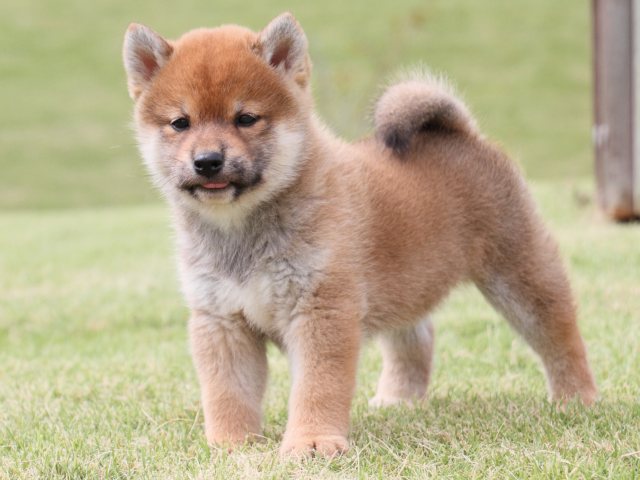 IMG_2285-shiba-puppy