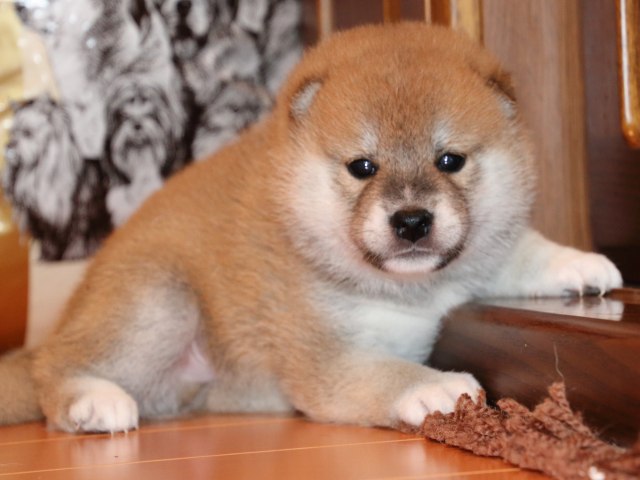 IMG_2286-shiba-puppy