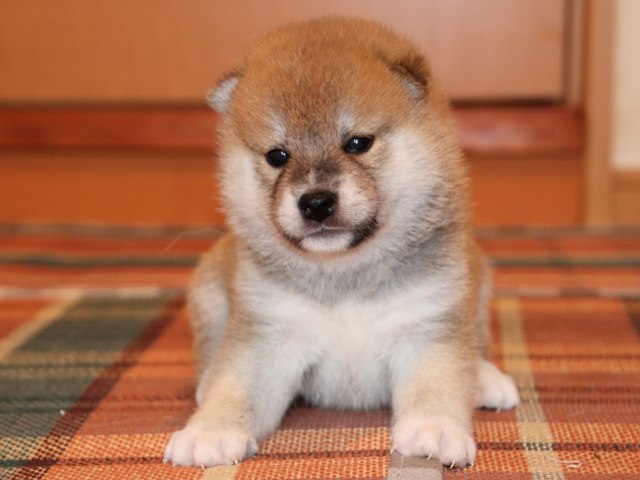 IMG_2289-shiba-puppy