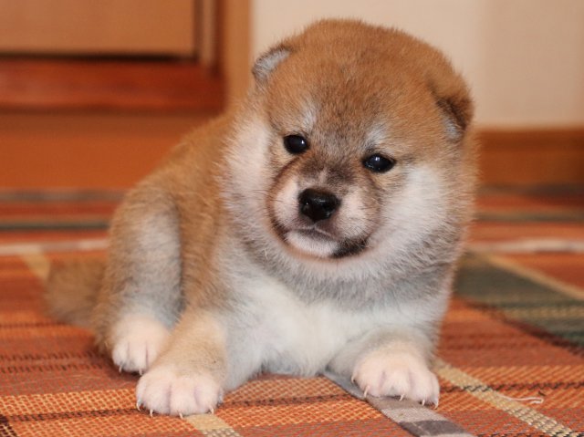 IMG_2291-shiba-puppy