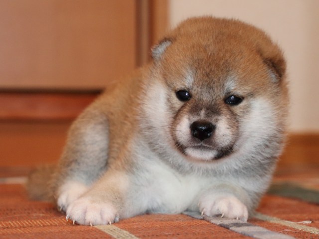 IMG_2296-shiba-puppy