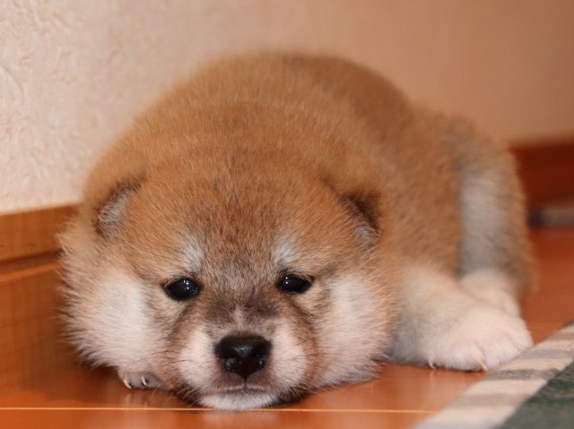 IMG_2300-shiba-puppy