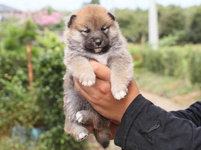 IMG_2358-shiba-puppy