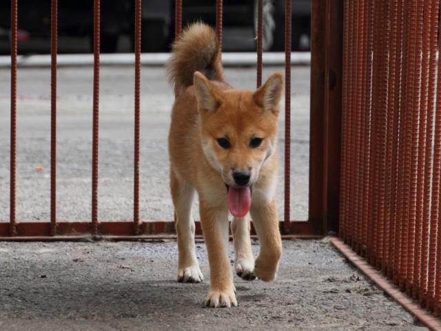 IMG_2389-shiba-puppy