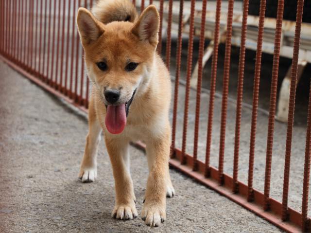 IMG_2423-shiba-puppy