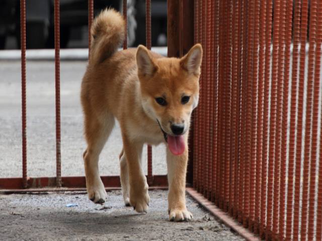 IMG_2430-shiba-puppy