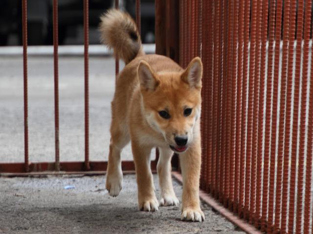 IMG_2432-shiba-puppy