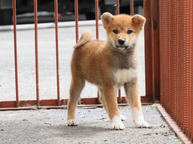 IMG_2449-shiba-puppy