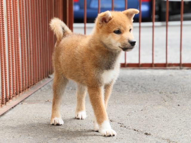 IMG_2461-shiba-puppy