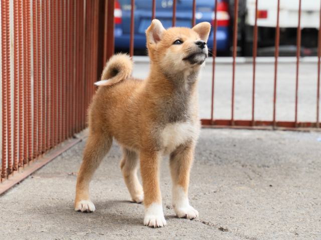 IMG_2465-shiba-puppy