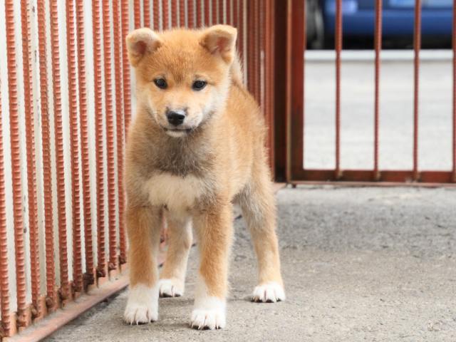 IMG_2472-shiba-puppy