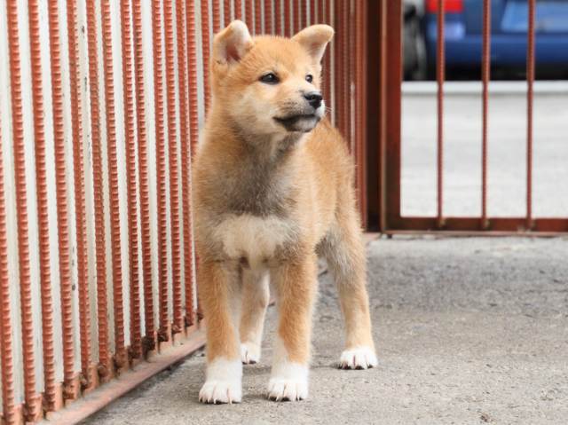 IMG_2476-shiba-puppy