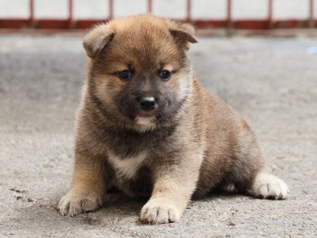 IMG_2506-shiba-puppy