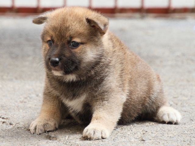 IMG_2519-shiba-puppy