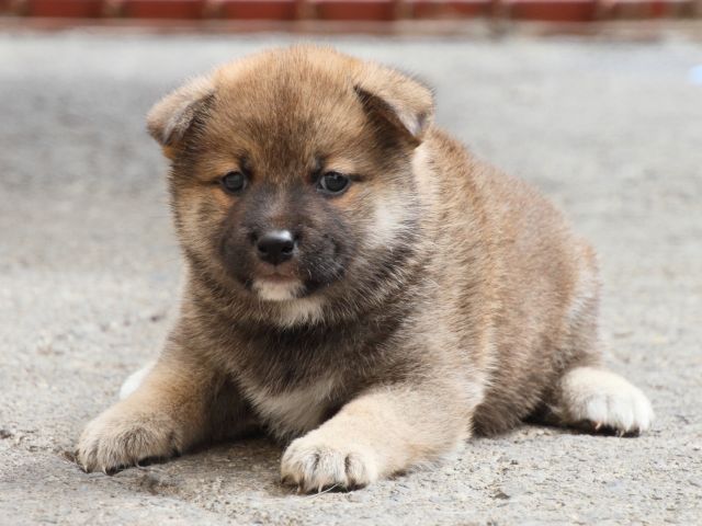 IMG_2520-shiba-puppy